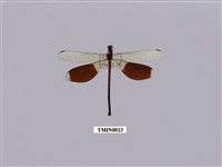 藏品(短腹幽蟌)的圖片